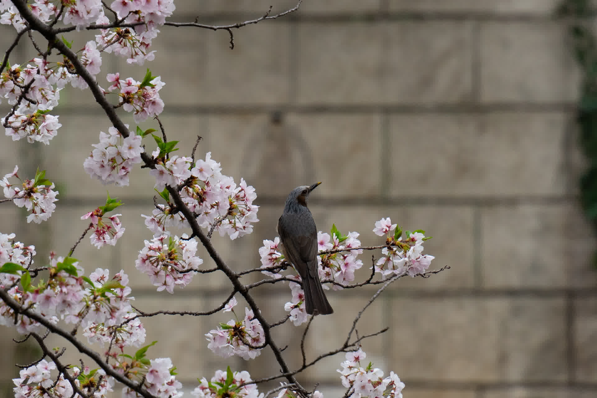 Meguro