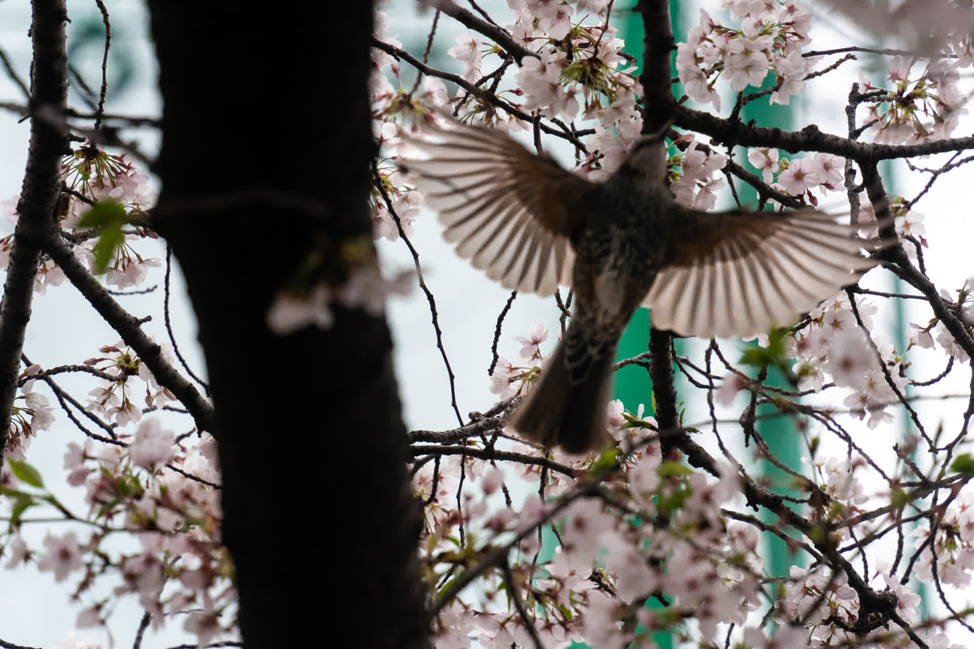 Meguro