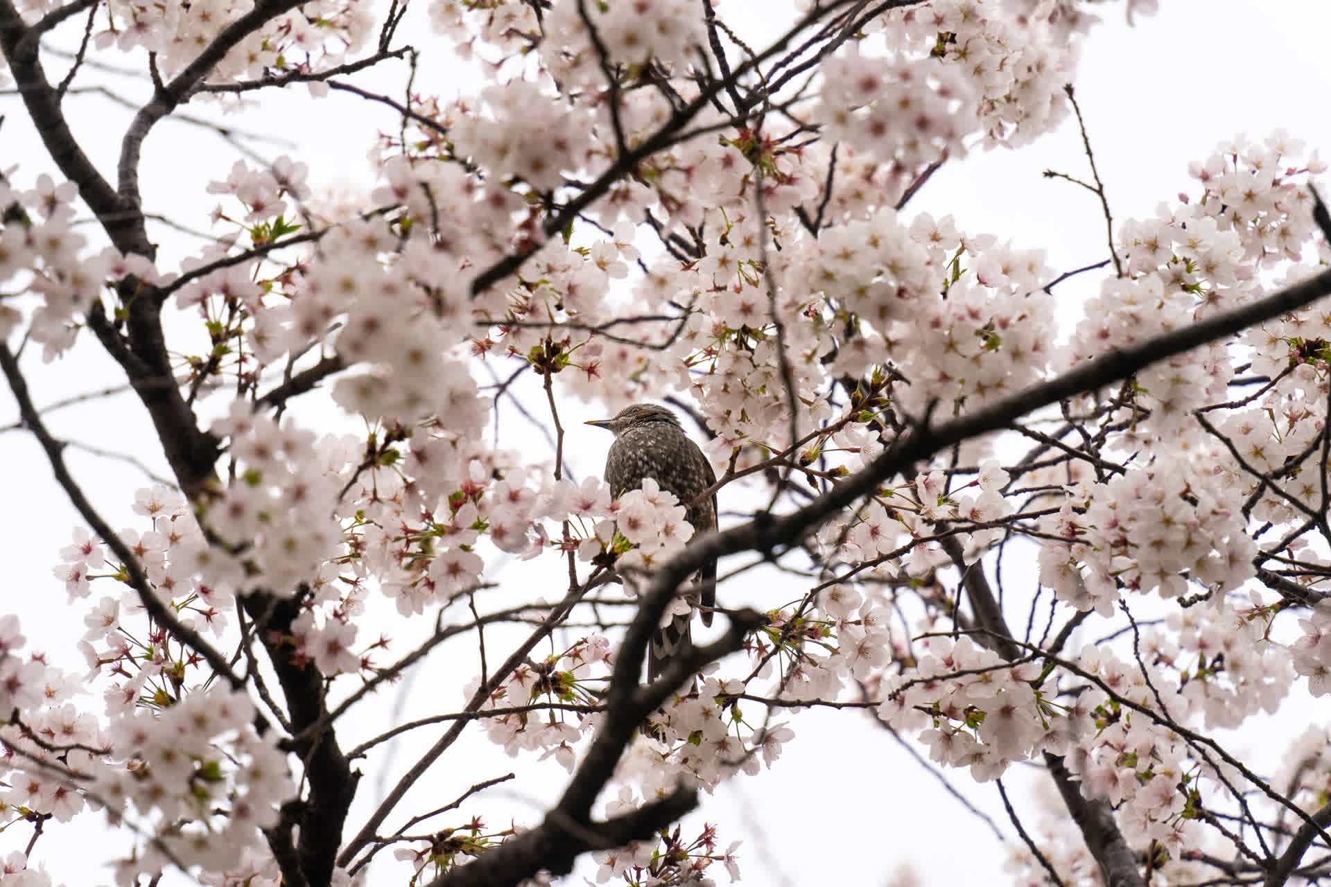 Meguro