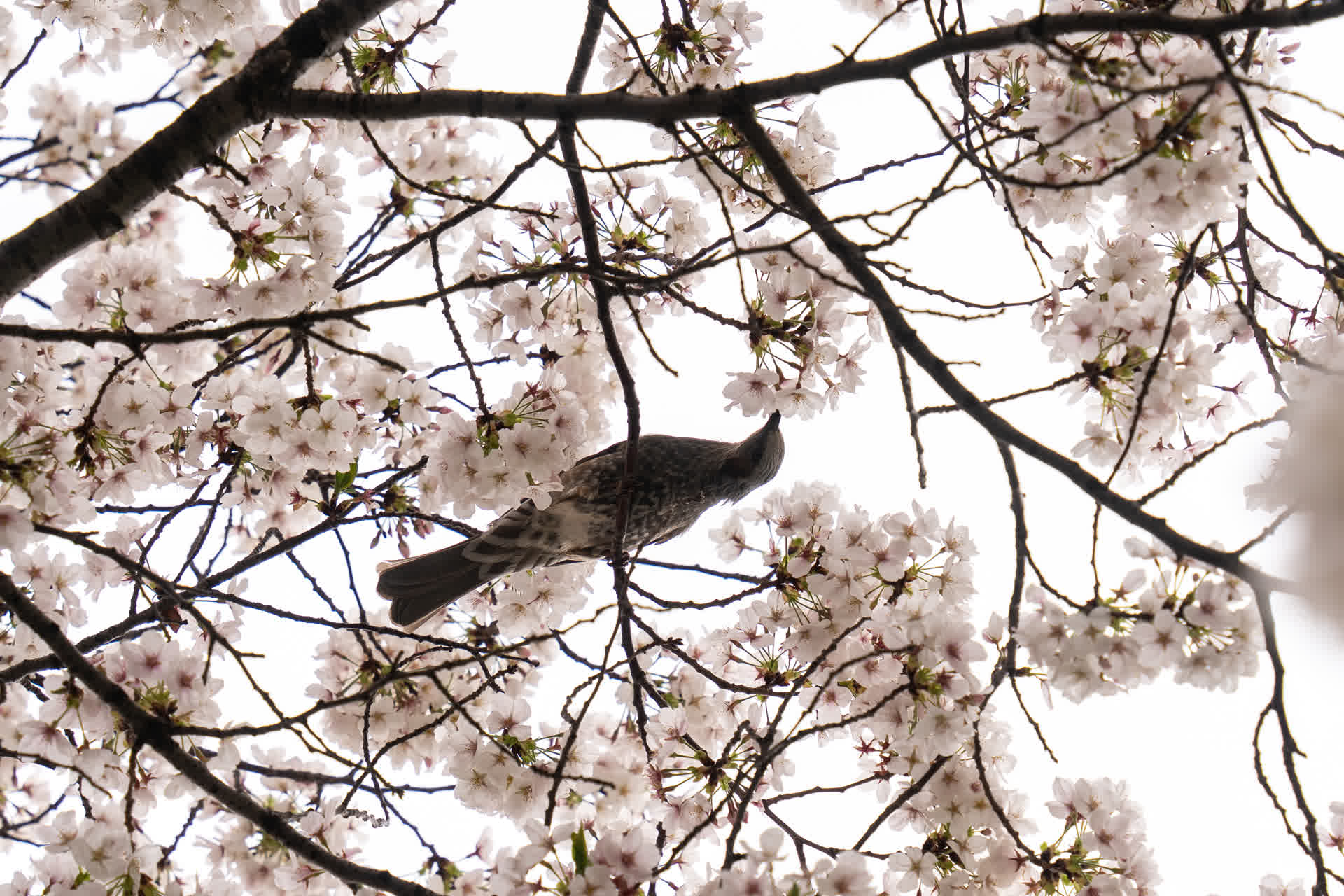 Meguro